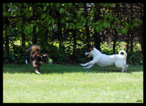 veterinaire de garde fonteny