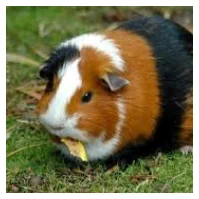 veterinaire de garde hainaut