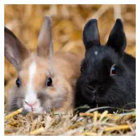 urgence veterinaire