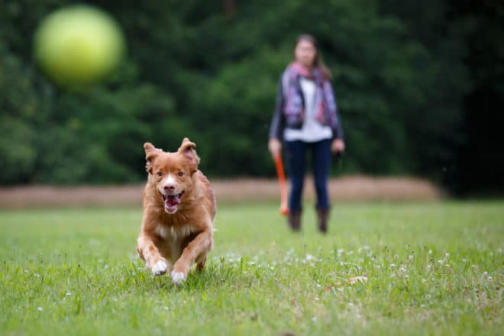 examen clinique veterinaire