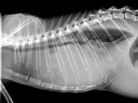 veterinaire de garde brabant wallon