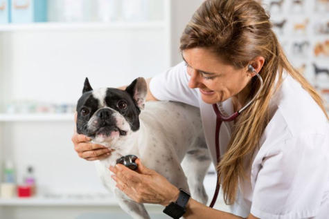 veterinaire de garde braine l alleud