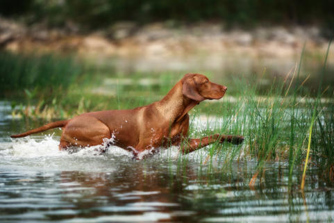 veterinaire de garde ecaussinnes