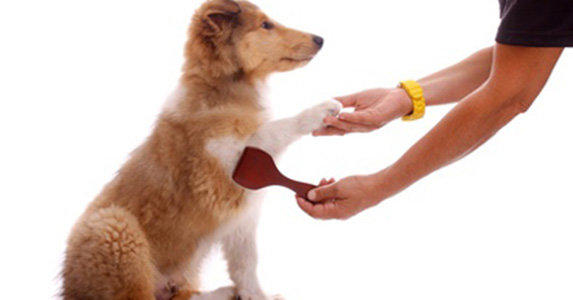 veterinaire de garde nivelles