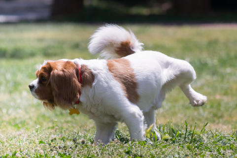 veterinaire de garde sart dames avelines