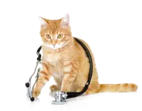veterinaire de garde
