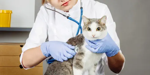veterinaire apres minuit