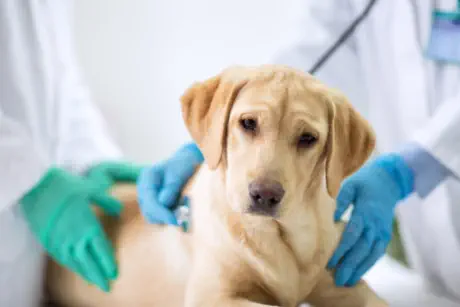 veterinaire de garde silly